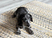 Doxie poo female Trixie