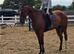 Bay standardbread 16.2