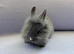 Lionhead babies