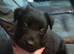 German Shepherd cross Belgian Malinois