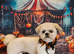 2 Years Old Male Shih Tzu