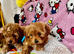 Maltipoo