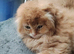 Scottish fold ginger long hair female