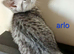 Bsh X Scotish straight kittens. Microchipped.