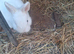 Handsome BEW Netherland dwarf
