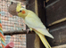 Another baby lutino hen ready for her new home