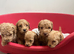 Cockapoo puppies