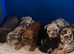 Merle English Bulldog Puppies