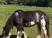 Yearling Cob filly