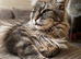 Beautiful maincoon x