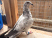 2x hen for sale