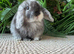 3 mini lops  ready to go
