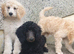 READY NOW! Standard poodle puppies kc registered