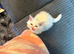 White Male Persian Chinchilla