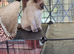 Ragdoll kittens ready now