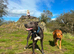 Rhodesian ridgeback cross