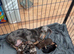 Ready to leave! Last 2 Miniature Dachshunds, purebred.