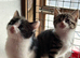 Beautiful Kittens Ready Now