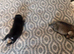 The 2 pugs