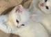 Stunning Ragdoll x ragdoll bsh Pure white READY NOW!