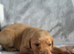 Kc registered labrador puppies