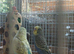 Some really lovely young budgies