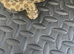 Red line Hognose female