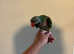 Moustache parrot