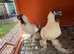 Polish Fancy Pigeons for Sale