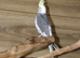 Baby Cockatiels all colours available,27