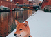 Shiba Inu needs new home