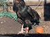 Mianwali chicken for sale