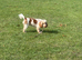 Mabel looking for her forever home.