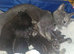 3 little cuties: 2 boys and one girl.