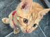 Kittens for sale
