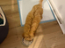 minature poodle puppy fully immunised flea wormed