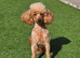 Red/Apricot Toy Poodle