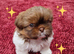 Shih tzu fluffy balls ready to go.
