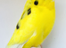 Beautiful Budgies - Various colours