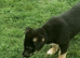 Border Collie Pups
