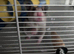 Hamster