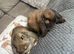 Two German lop does