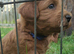 5 Beautiful Cavapoochon Puppies