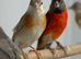 Red Siskin