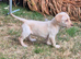 Labrador retriever puppy