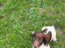 Springer spaniel Puppy
