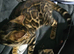 "NEED REHOMING Female bengal