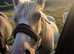 Filly to make 13.2