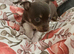 Chihuahua puppies