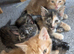 5 beautiful kittens